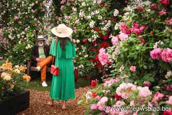 Dé trend op de belangrijkste tuin- en bloemenshow ter wereld: ‘bijvriendelijke rozen’