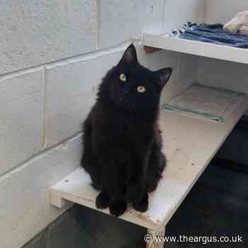 Worthing Cat Welfare Trust appeals for homes for black cats