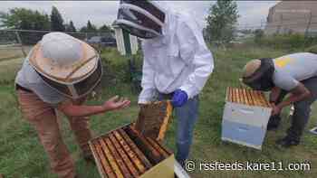 Heroes to Hives: Veterans working with bees