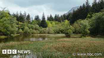 Forests to be 'left to nature' in biodiversity boost