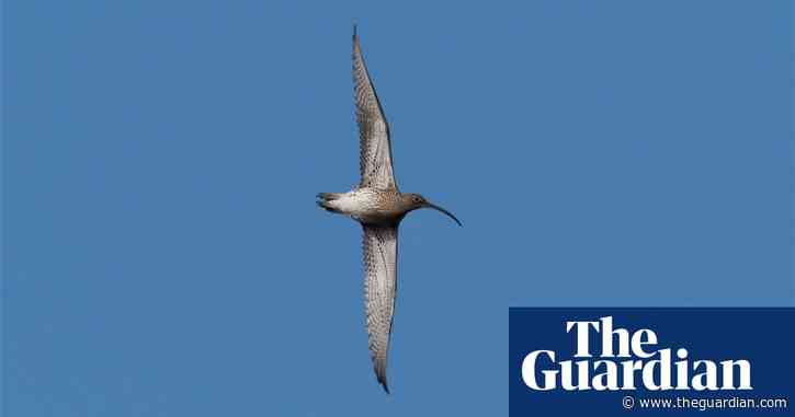 Country diary: The agony and ecstasy of the curlew song | Mark Cocker
