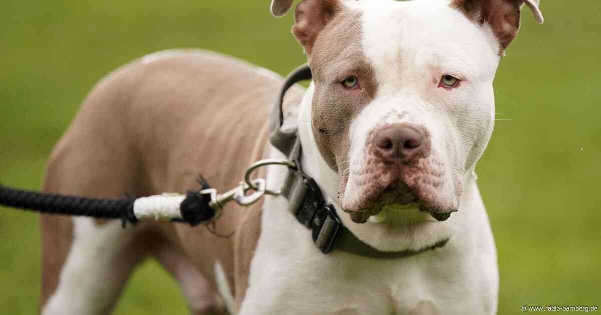 Halterin in London von eigenen Hunden totgebissen