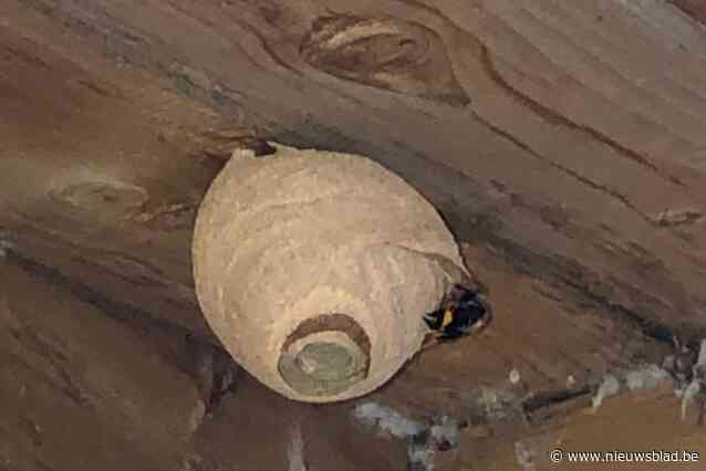 Opvallend veel beginnende nestjes van Aziatische hoornaars in Pulle ontdekt: “Kijk mee uit naar ‘tennisbal’ met koningin in”