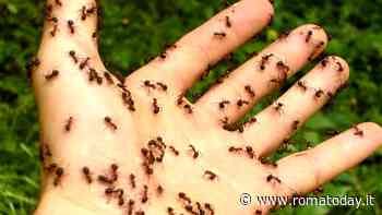 Con il caldo tornano le formiche. Come eliminarle con rimedi naturali