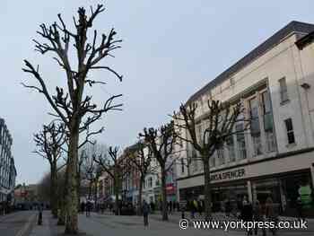 'The council won't cut down York's Parliament Street trees'