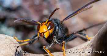 UK Asian hornet invasion mapped as interactive tool lists all UK sightings - check your area