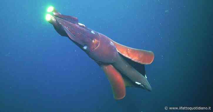 Un calamaro gigante è stato ripreso nell’Oceano Pacifico. Ecco le rarissime immagini di come attacca le sue prede