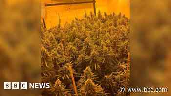 Cannabis worth more than €750k seized in Louth
