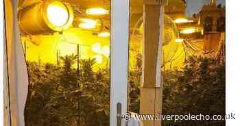 Man arrested as police raid home filled with cannabis plants