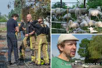 Verwoestende brand doodt honderdtal schapen, Kemp vzw likt wonden: “We weten niet wat de toekomst nu brengt”