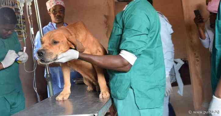 Nigeria loses ₦4.5bn yearly to Newcastle disease due to vet services