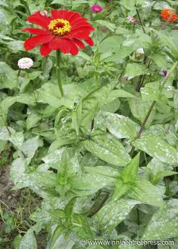 Why you should take steps if you see a grayish powder on your plants. It’s powdery mildew