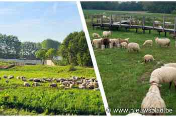 300 schapen onderhouden als ‘natuurlijke grasmaaiers’ groengebieden: “Het zijn momenteel onze populairste gemeentearbeiders”