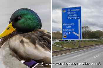 Traffic stopped on M62 eastbound due to ducks on carriageway