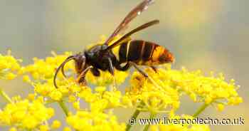 Asian hornet sting symptoms and when to seek medical advice