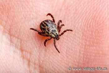 Protecting yourself from ticks: essential tips for outdoor enthusiasts