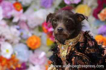 PHOTOS: At the Pet Gala, fashion goes to the dogs