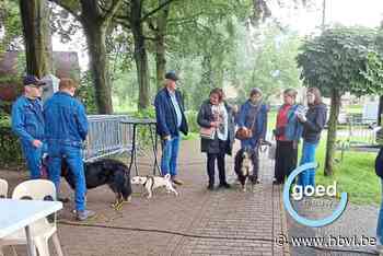 Viervoeters en baasjes verwend op hondenevenement en wandeldag in Gingelom