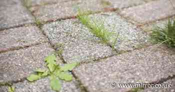 'Magic' method removes weeds from pavement in minutes without using harmful vinegar