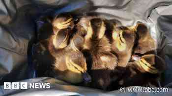 Orphaned ducklings are rescued from motorway