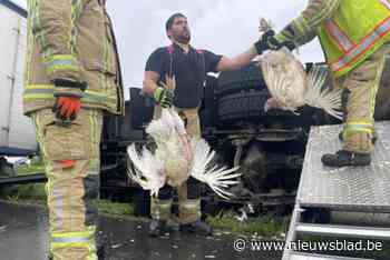 Transport met honderden kalkoenen kantelt: brandweer probeert zoveel mogelijk dieren te bevrijden