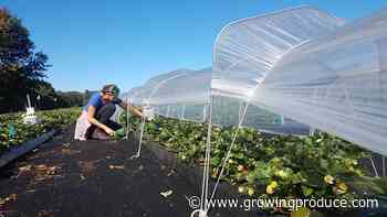 4 Reasons Vents in Polytunnels Make the Most Sense for Berry Crops