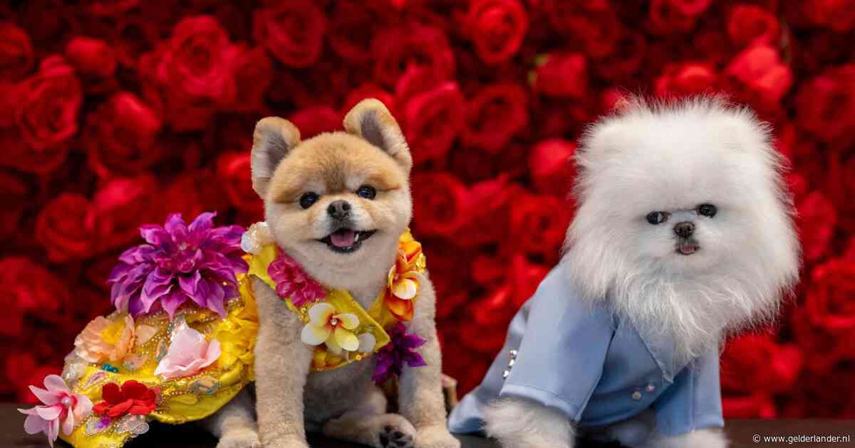Hondjes schitteren op rode loper van het Pet Gala als ‘kopie’ van beroemdheden