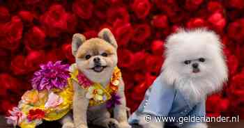 Hondjes schitteren op rode loper van het Pet Gala als ‘kopie’ van beroemdheden