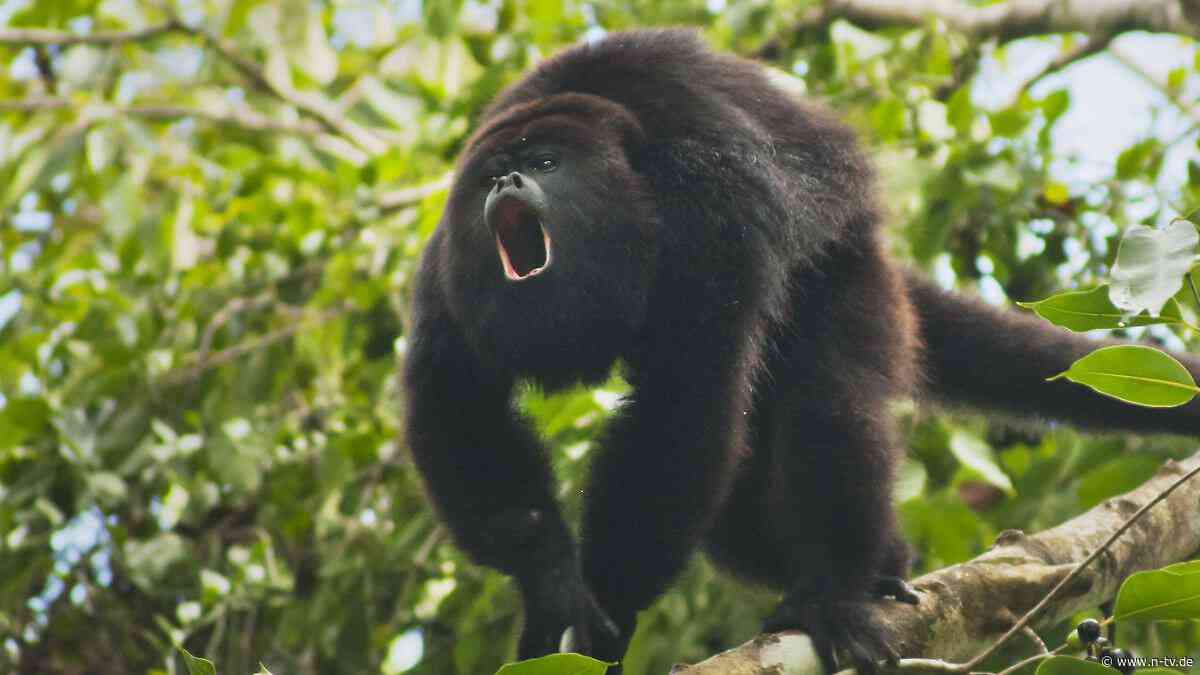 Mehr als 45 Grad in Mexiko: Affen fallen wegen Hitze von den Bäumen