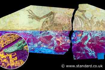 ‘Parrot lizard’ dinosaur sheds light on how reptile scales became bird feathers