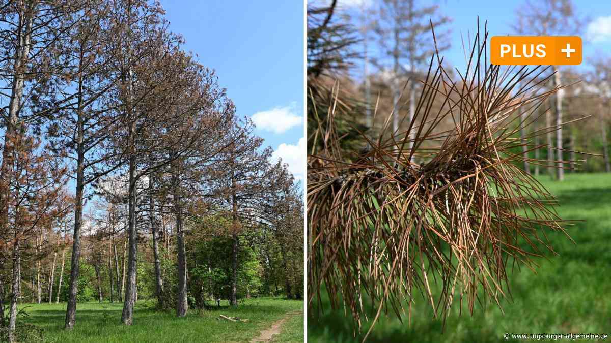 "Schaut schlimm aus": Förster bangen um wertvolles Naturerbe im Stadtwald