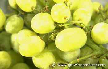California Table Grape Grower Expands Its Reach To India