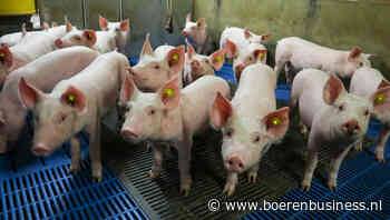 Tendens op varkensmarkt remt daling biggenprijs