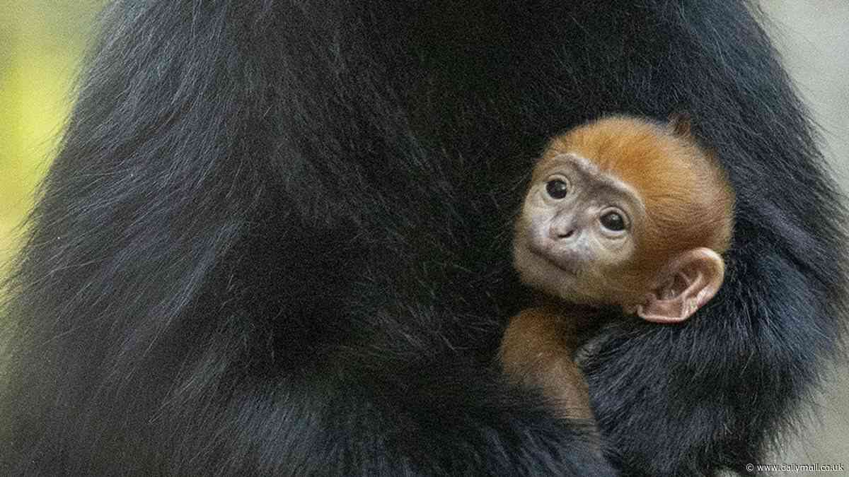 Beautiful bright orange endangered baby monkey is born at San Diego Zoo - with Francois' langur's fur set to darken as it gets older