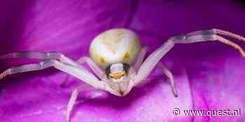 De krabspin: 5 weetjes over dit van kleur veranderende insect