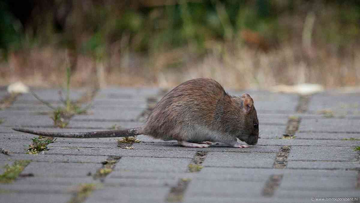 Ratten speuren naar eten bij dit fastfoodrestaurant: 'Zijn er echt veel'
