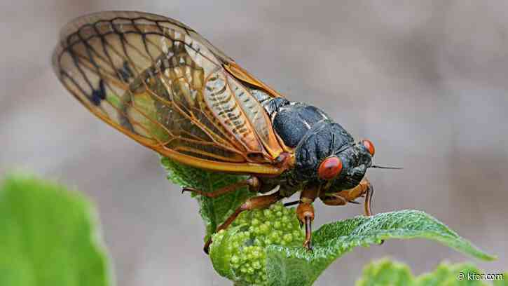When will cicadas finally leave?