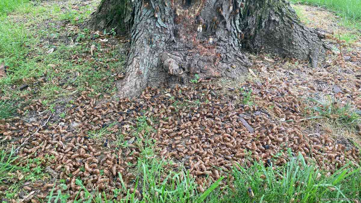 Why do so many cicadas swarm the same tree? There's a reason for it
