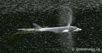 Orphan orca calf’s pod spotted off coast of Vancouver Island