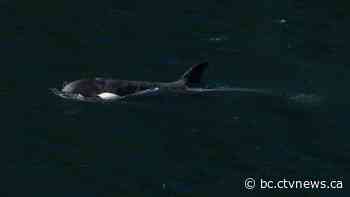 Orphan orca's extended family spotted off northeast side of Vancouver Island