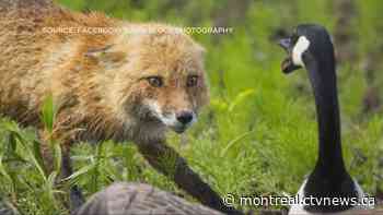 Montreal photographer captures dramatic Canada Goose vs. fox face-off
