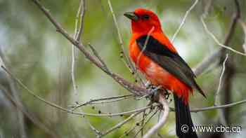 Birdwatchers flock to Regina's AE Wilson Park to catch rare sighting of scarlet tanager