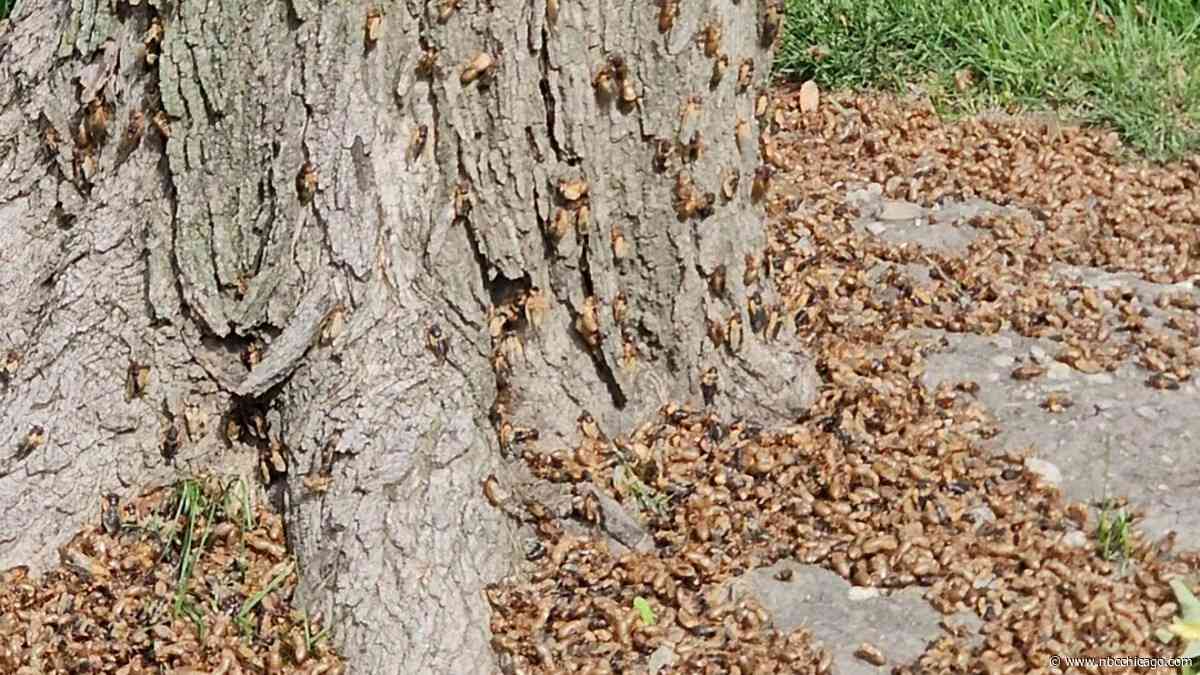 Experts offer advice to those with entomophobia – or fear of insects – as cicada emergence begins