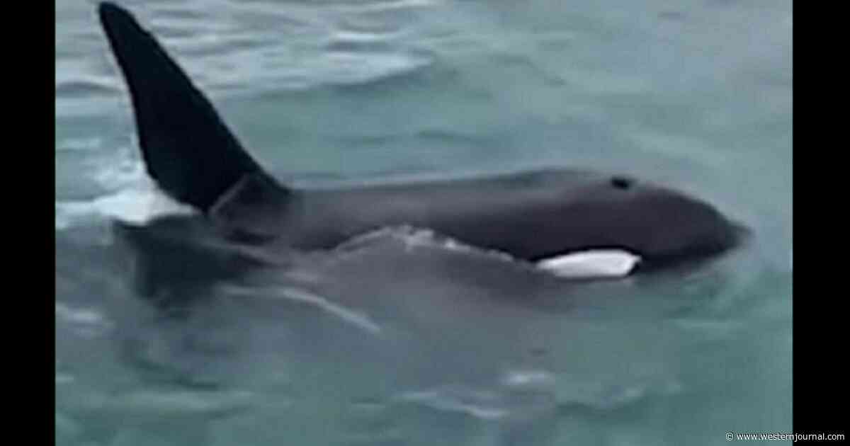 Man Receives Hefty Fine for 'Body Slamming' Killer Whale - 'The Video Left Us Genuinely Stunned'