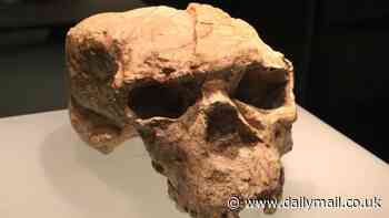 Skull found in China may belong to a 'Dragon Man' that lived one million years ago