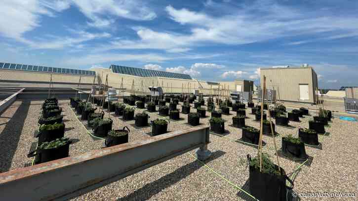 Southcentre Mall expanding rooftop garden after last year’s success