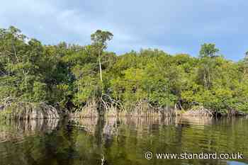 Half the world’s mangroves ‘at risk of collapse’ as climate change threat grows