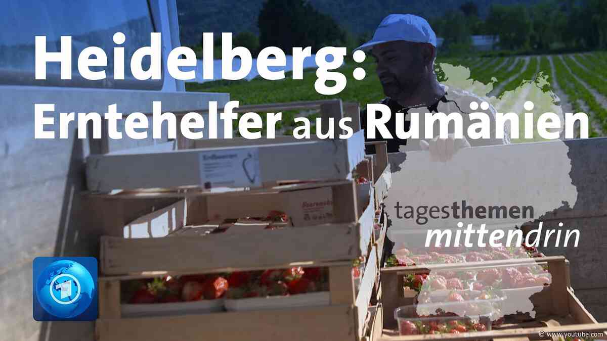 Heidelberg: Erntehelfer aus Rumänien | tagesthemen mittendrin