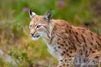 Plaats voor 75 lynxen in Belgische natuur