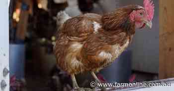 Avian influenza outbreak detected at Victorian egg farm